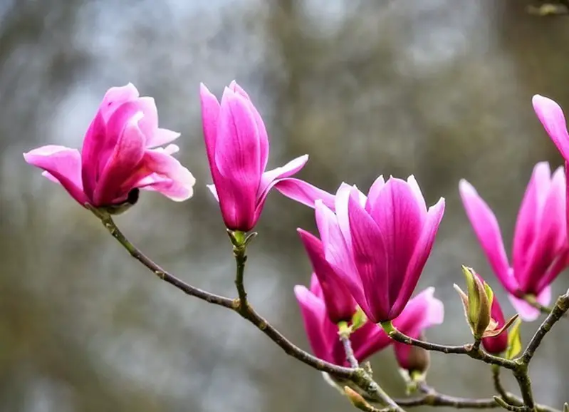 Flowers That Bloom in Spring