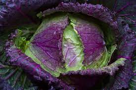 25 Types of Cabbages (With Pictures)