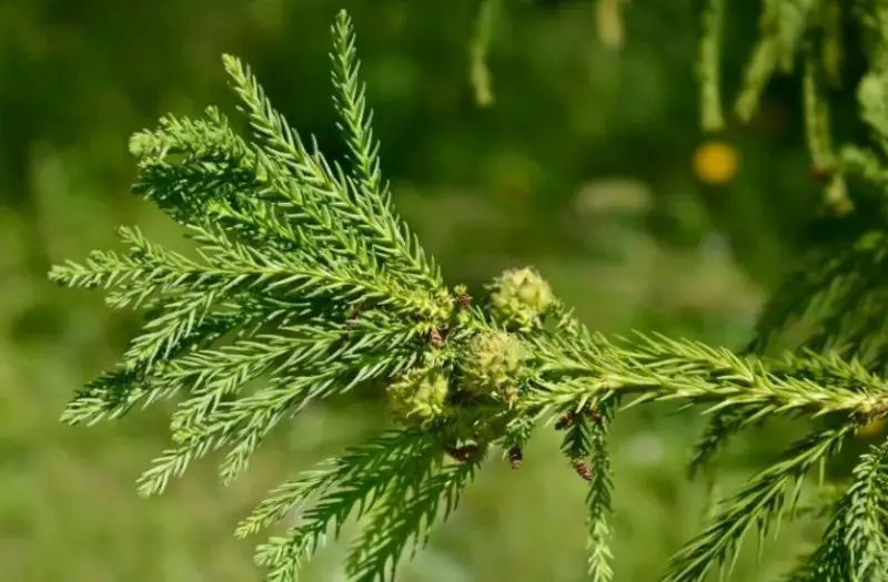 Types of Cedar Trees