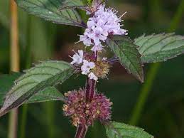 41 Types of Mint Plants (With Pictures)