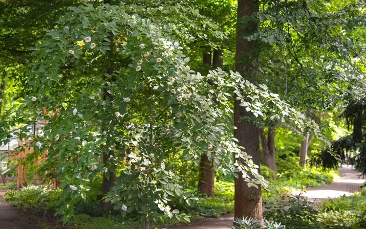 Japanese Stewartia