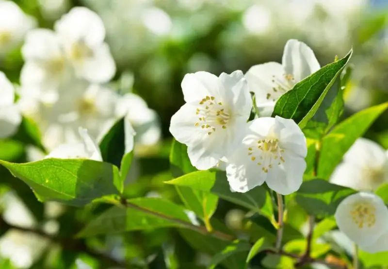 Flowers That Smell Good