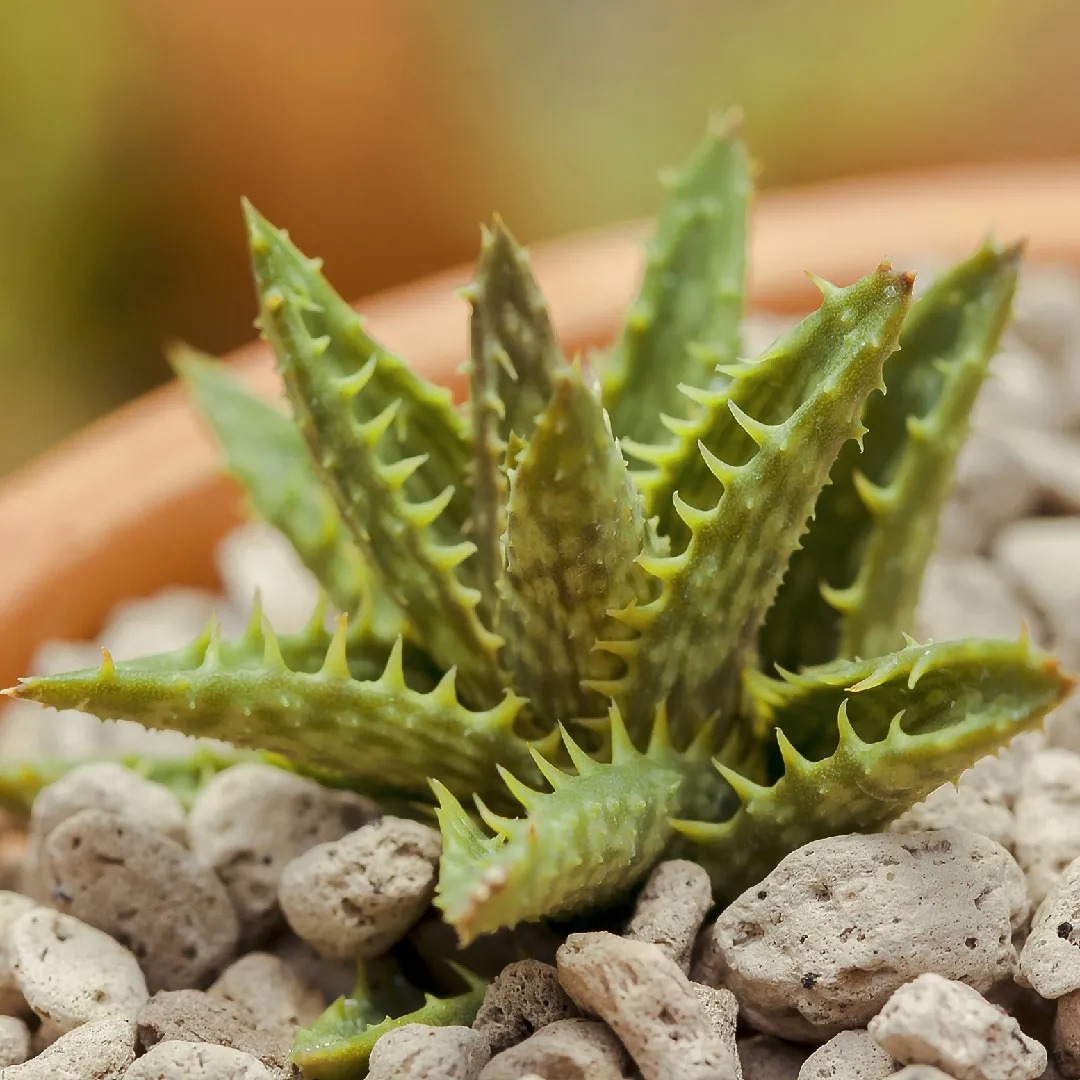 jemen-aloe-aloe-squarrosa Types of Aloe Plants