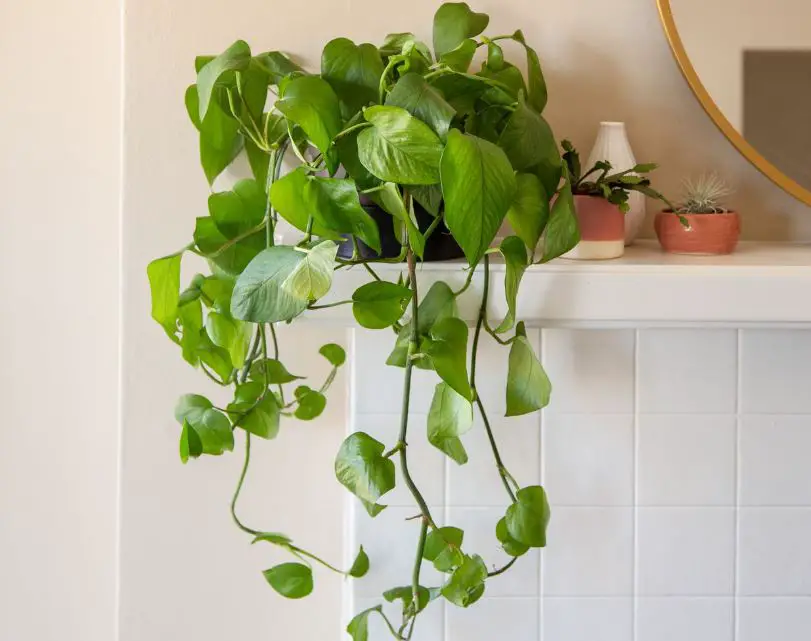 Types of Pothos