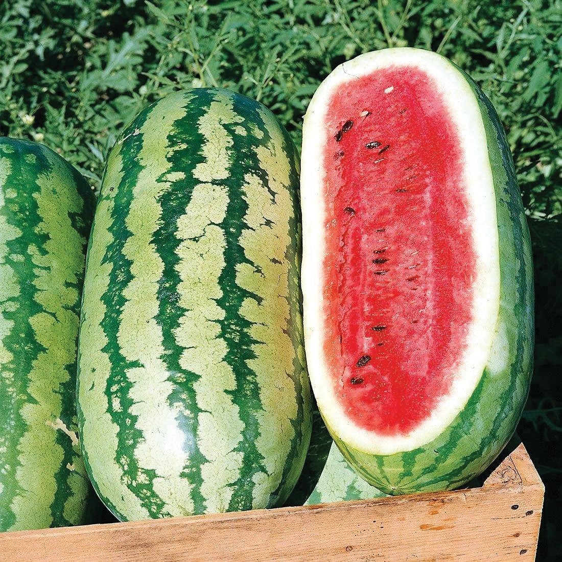 Types of Watermelon Plants