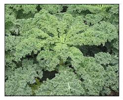 25 Types of Cabbages (With Pictures)