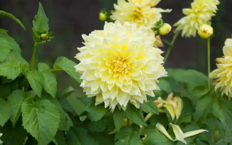 Yellow Dahlia