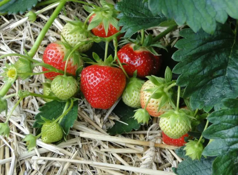 Types of Strawberry Plants