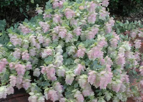 15 Types of Oregano Plants (With Pictures)