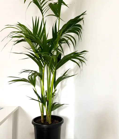 kentia-palm-howea-forsteriana Kentia Palm (Howea forsteriana)