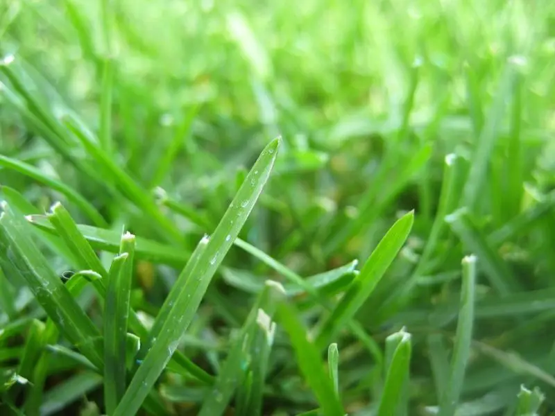 Types of Grass in Texas