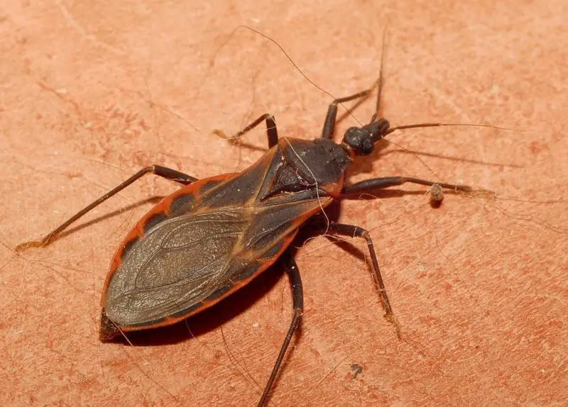 Kissing Bugs in New Mexico