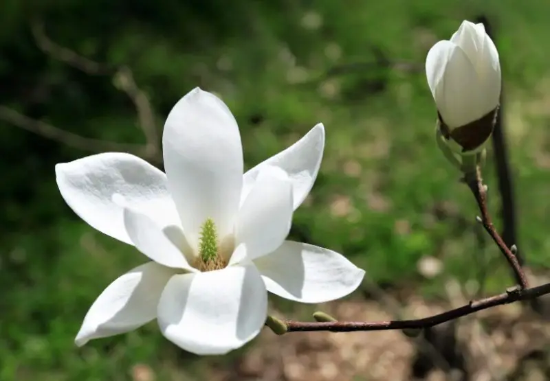 Magnolia Tree