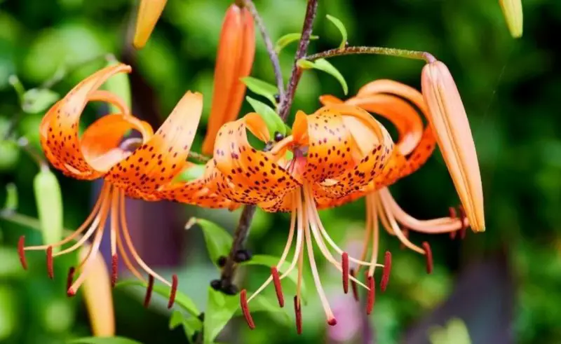 Types of Lilies