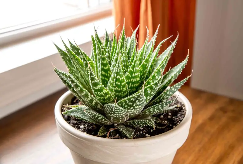 lace-aloe-aloe-aristata-800x540-1 Types of Aloe Plants