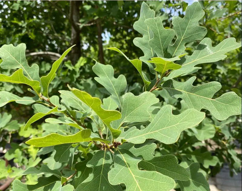 Types of Oak Trees in Texas