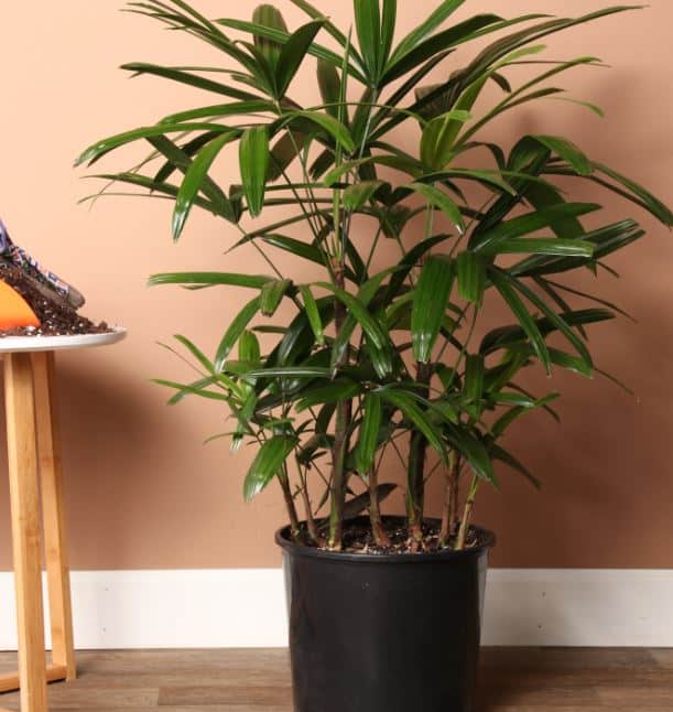 Pet Safe House Plants