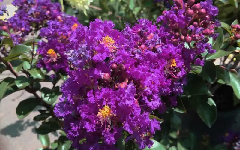 Shrubs with Purple Flowers