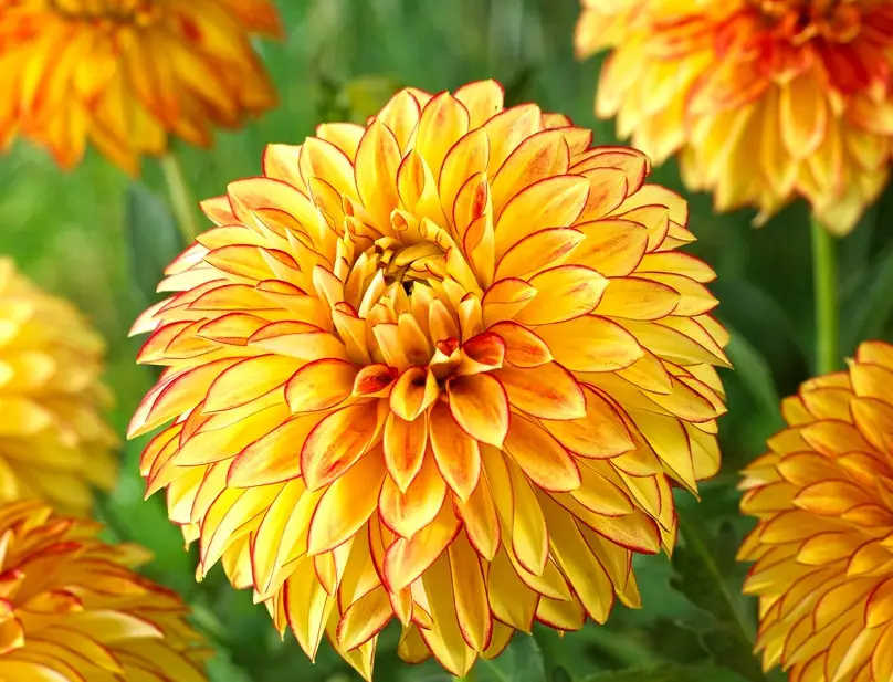 Yellow Dahlia