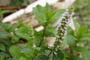 41 Types of Mint Plants (With Pictures)