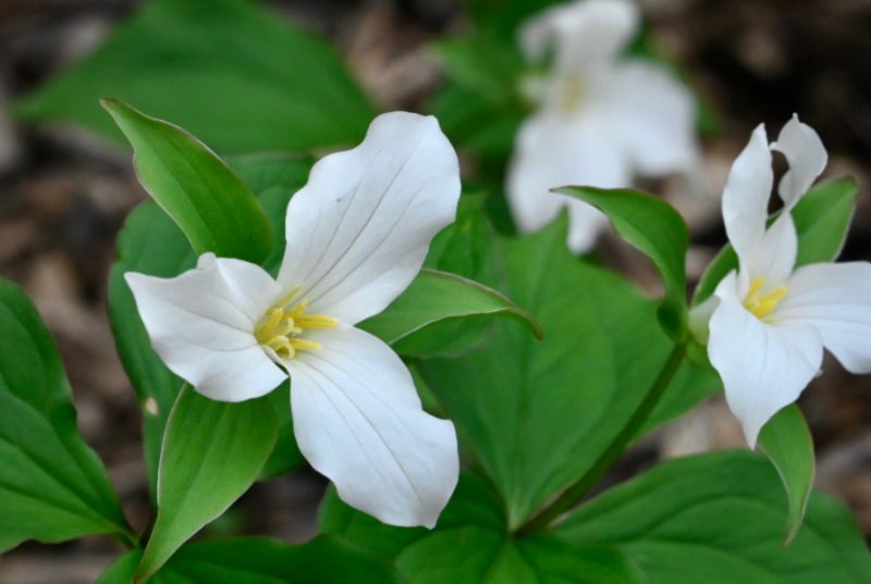 Flowers That Bloom in Spring