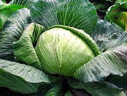 25 Types of Cabbages (With Pictures)