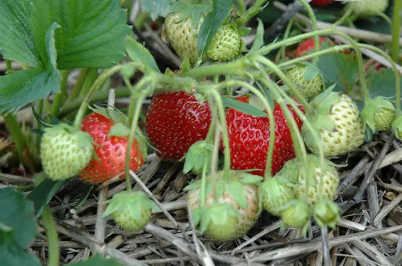 Types of Strawberry Plants
