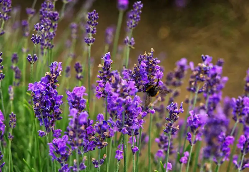 lavender-1-800x552-3 Plants That Repel Flies
