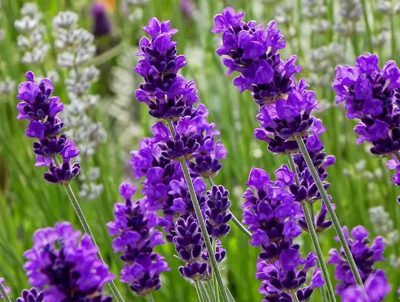 Plants That Repel Mosquitoes