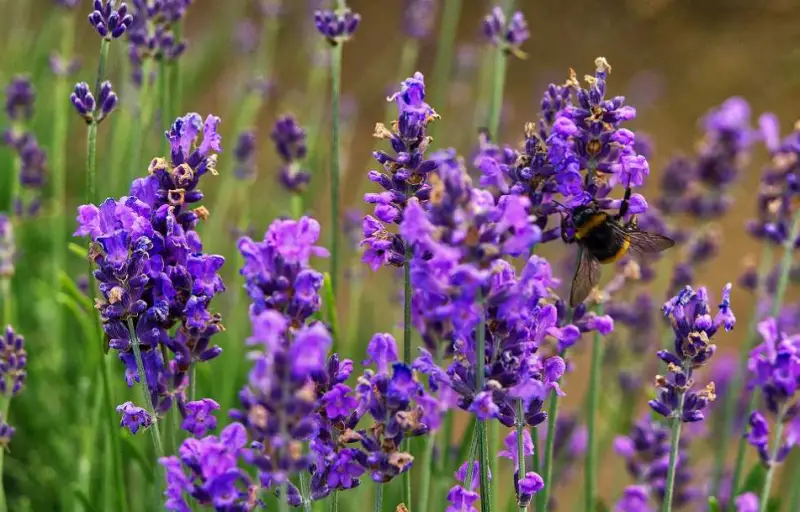 Flowers That Bloom in Summer