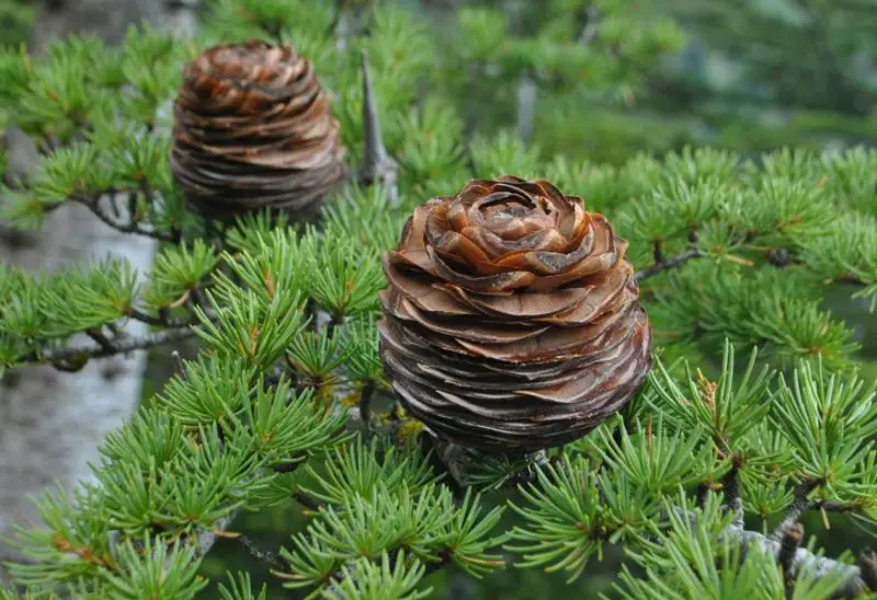 Types of Cedar Trees