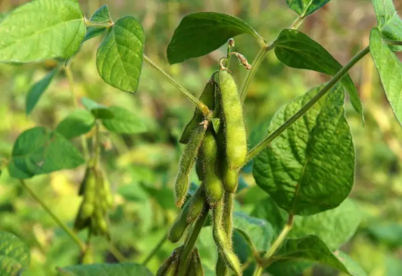 Raspberry Companion Plants