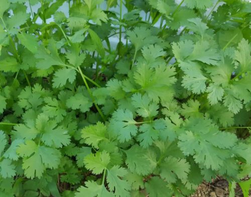 15 Types of Cilantro with Pictures