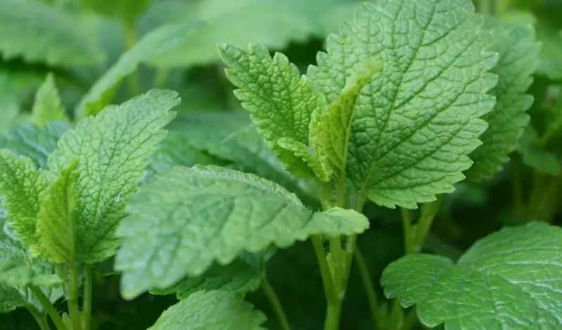 Plants That Repel Mosquitoes