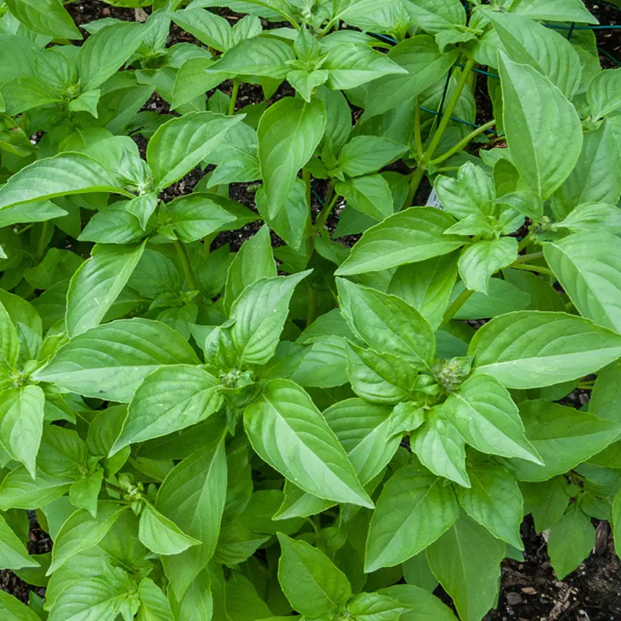 Types of Basil Plants