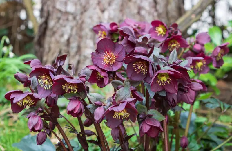 Flowers That Bloom in Spring