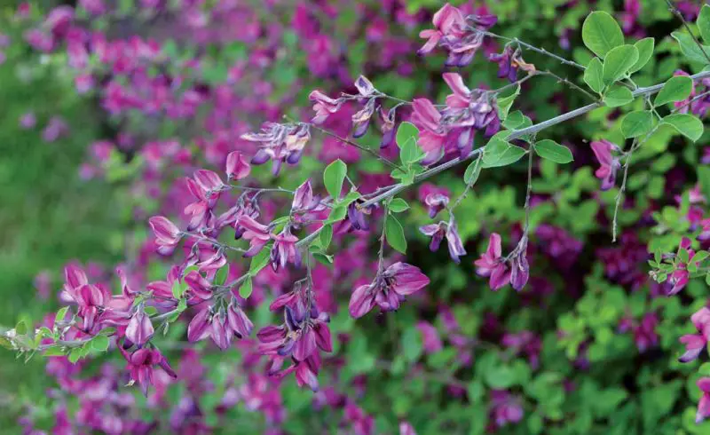 Shrubs with Purple Flowers