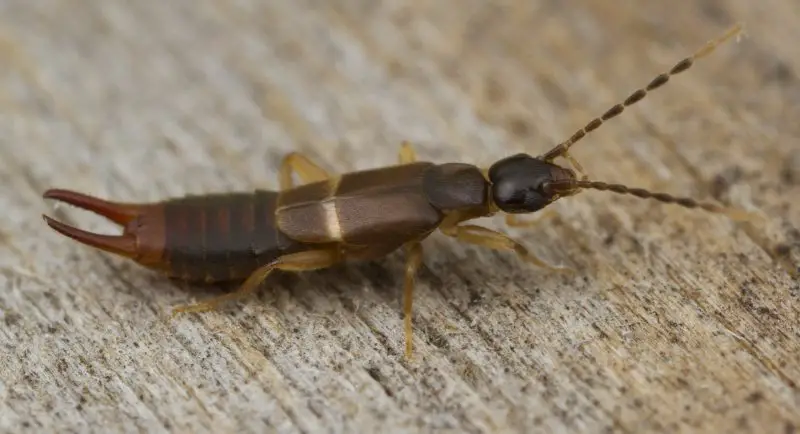 lesser-earwig-labia-minor-800x434-1 Dangerous Bugs in Maine
