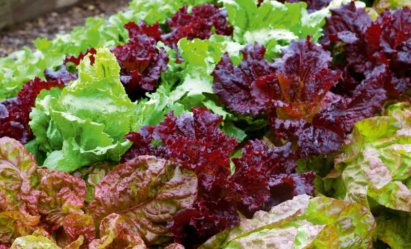 Companion Plants for Tomatoes