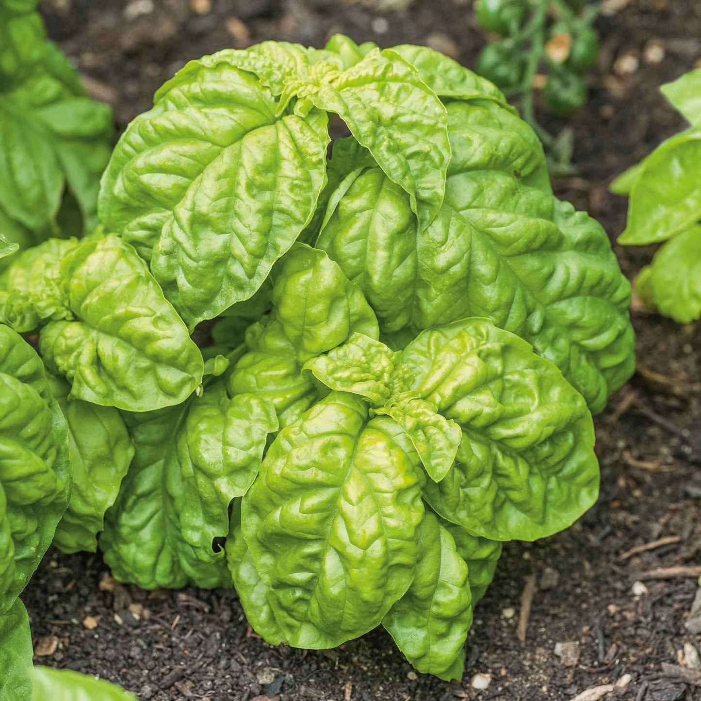 Types of Basil Plants