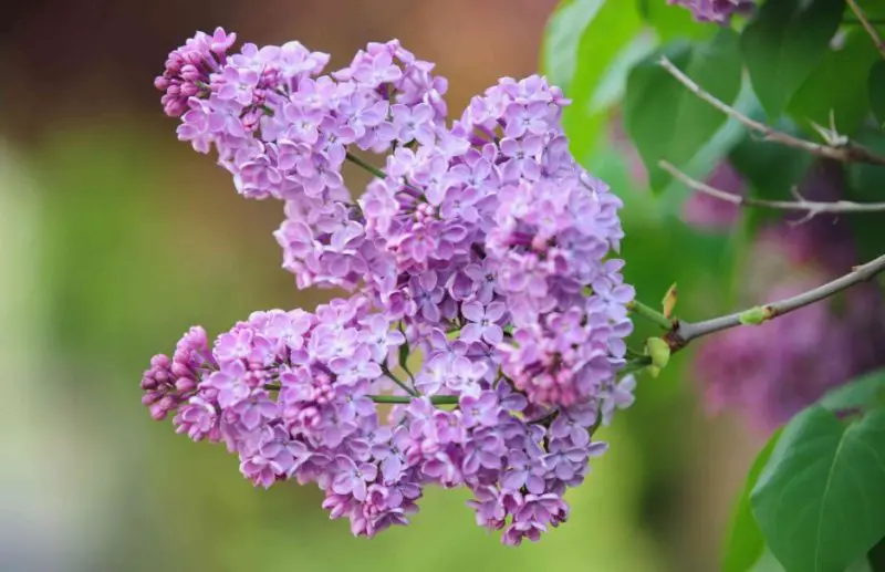 Shrubs with Purple Flowers