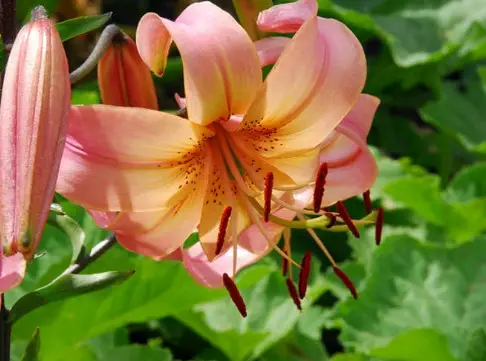 lilium-salmon-twinkle Lilium Salmon Twinkle