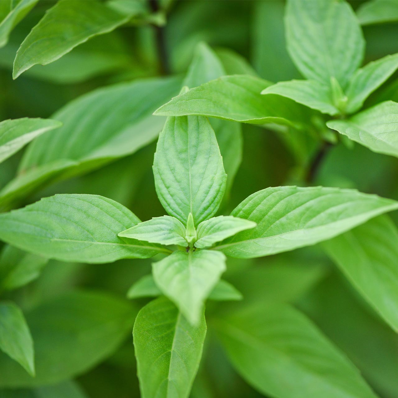 Types of Basil Plants