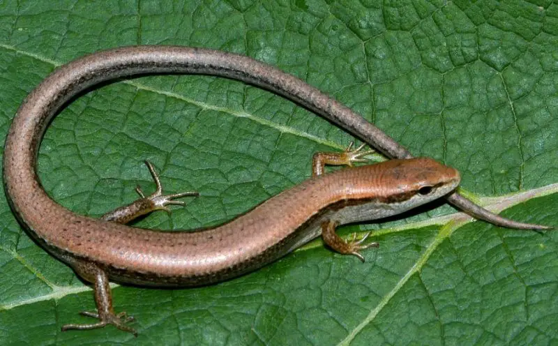 Lizards in Indiana