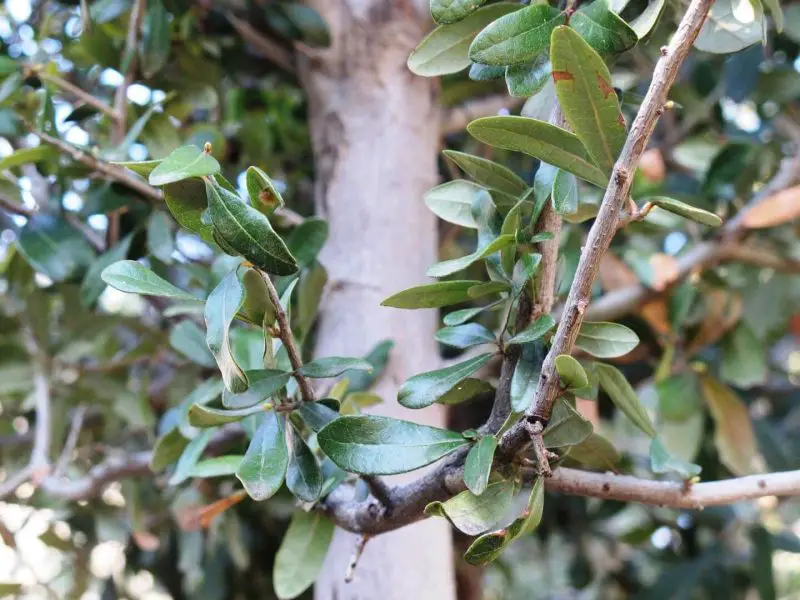 Types of Oak Trees in Texas