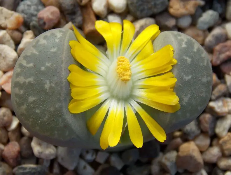 Pet Safe House Plants