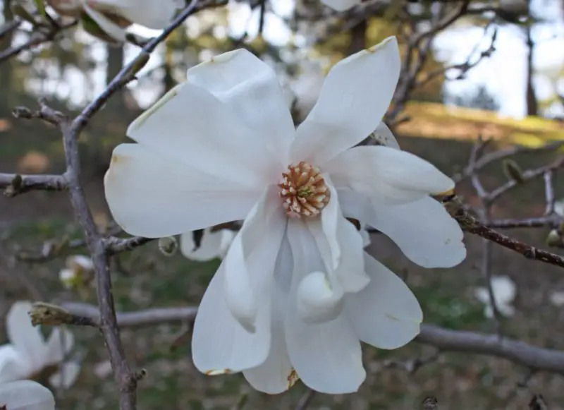 Magnolia Tree