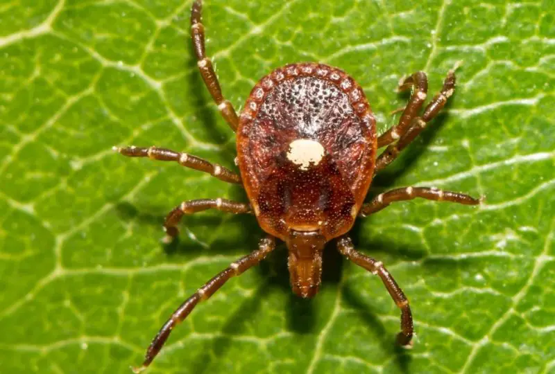 Dangerous Bugs in Missouri