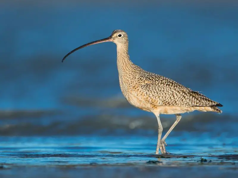 Long-billed Curlew: America’s Graceful, Long-Beaked Wanderer
