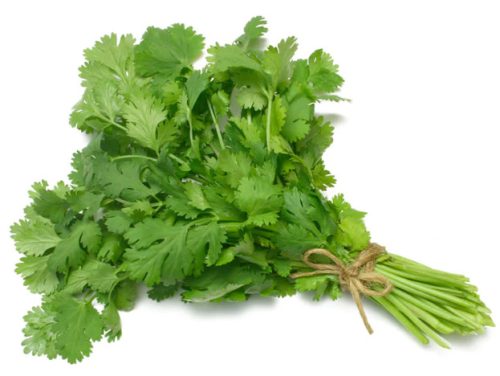 15 Types of Cilantro with Pictures